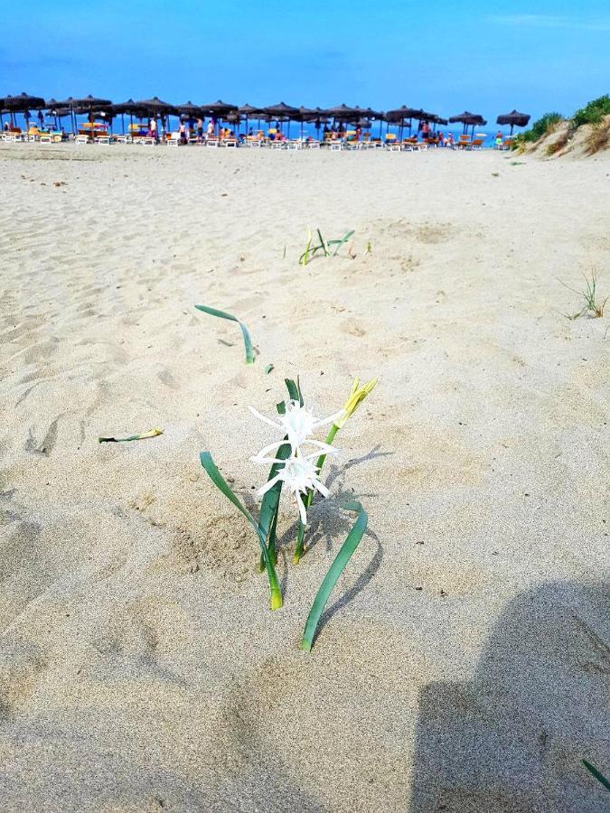 Regina Del Mare Holiday Apartments Tirrenia Eksteriør billede